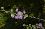 Roughleaf blazing star <BR>Tall blazing star